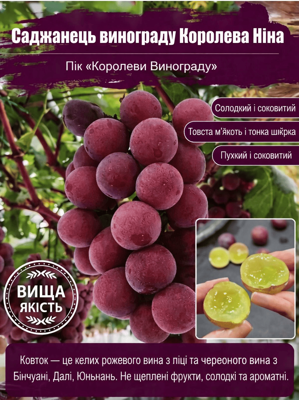 ВИНОГРАДНІ БЕЗ КІСТОЧКИ СОРТУ «КОРОЛЕВА НІНА» 